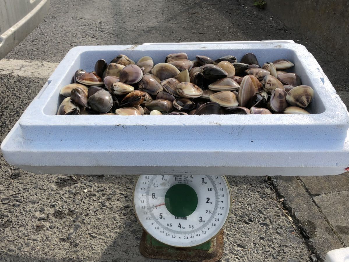 格安，人気 海鮮 赤字覚悟激安 国産取れたて 茨城産 今回だけ5キロ 活ハマグリ 家族 親戚になん も出来る量 7(ハマグリ)｜売買されたオークション情報、yahooの商品情報をアーカイブ公開 - オークファン ハマグリ