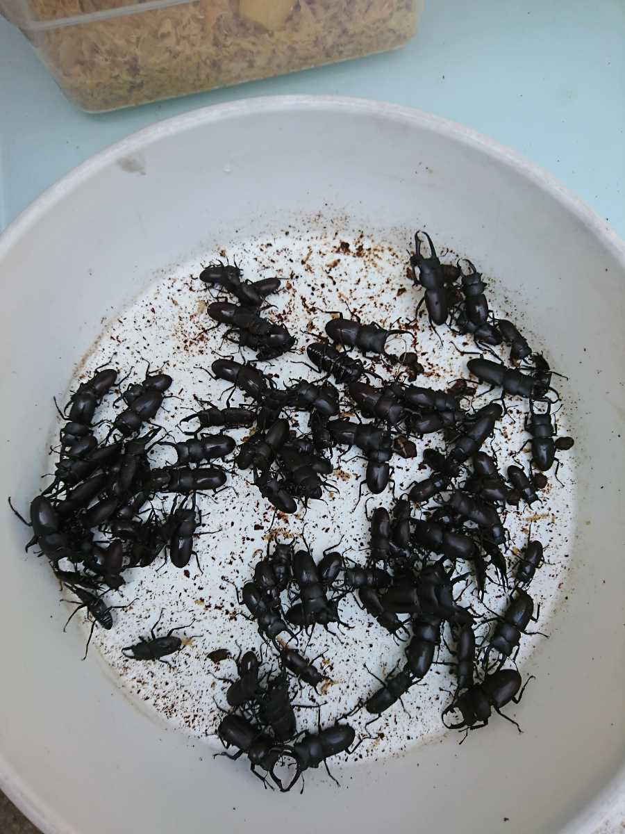 格安，人気SALE 国産 岡山県 岡山市産 WD 天然 コクワガタ ヒラタクワガタ 合計30匹＋死着保証分(国産)｜売買されたオークション情報、yahooの商品情報をアーカイブ公開 - オークファン 国産