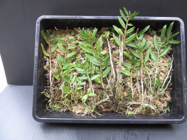  山野草 着生蘭 珍品 キバナノセッコク 株物セット(ラン)｜売買されたオークション情報、yahooの商品情報をアーカイブ公開 - オークファン ラン