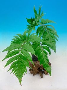 山野草 着生シダ植物 ヒモラン 大株 希少品 草木塔 シダ植物・7