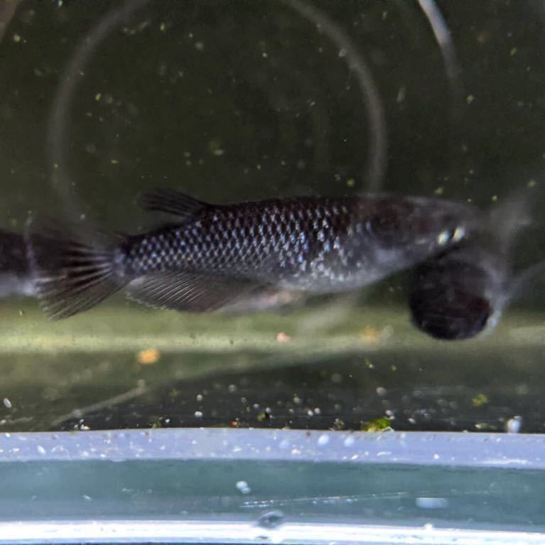 花姫めだか ブラックダイヤ オロチラメ メス25オス5 30匹 現物出品 メダカ 産卵繁殖用配分 お得用 めだか 売買されたオークション情報 Yahooの商品情報をアーカイブ公開 オークファン Aucfan Com 花姫めだか ブラックダイヤ オロチラメ メス25オス5 30匹 現物出品 メダカ 産卵繁殖用配分 お得用 めだか 売買されたオークション情報 Yahooの商品情報をアーカイブ公開 オークファン Aucfan Com