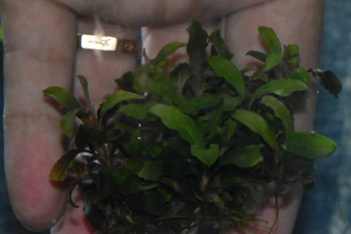 ブセファランドラ Sp Mentarang 1 Tb便 1607増殖株 Eranimahal Com