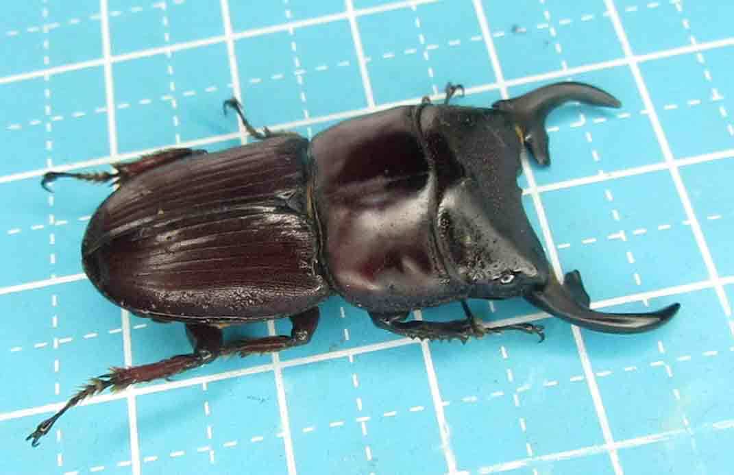 ◇能勢YGオオクワガタ幼虫6頭+死着補償1頭セット◇ | PGT.UPRRP.EDU