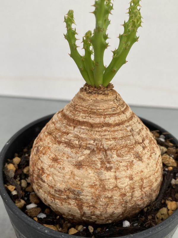 ヌ230 【コレクション株・多肉植物】ユーフォルビア デシドゥア