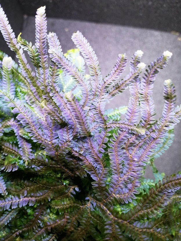 セラギネラ・サイアメンシス Selaginella siamensis　極上発色の大株