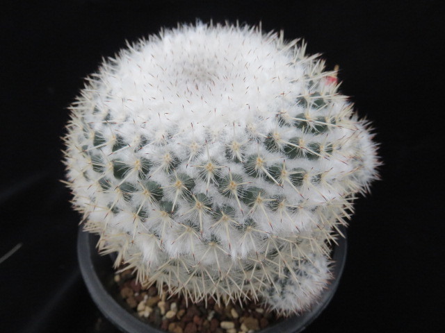  24.敷島 サボテン カクタス 多肉植物(サボテン)｜売買されたオークション情報、yahooの商品情報をアーカイブ公開 - オークファン サボテン
