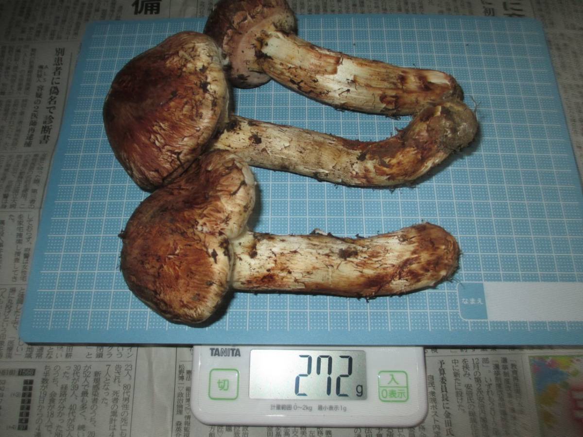 岩手 天然松茸 マツタケ 10月4日採取 約270g 3本 大サイズ まつたけ