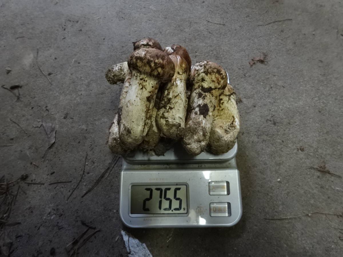 食品 松茸 岩手県産 10/4採れ
