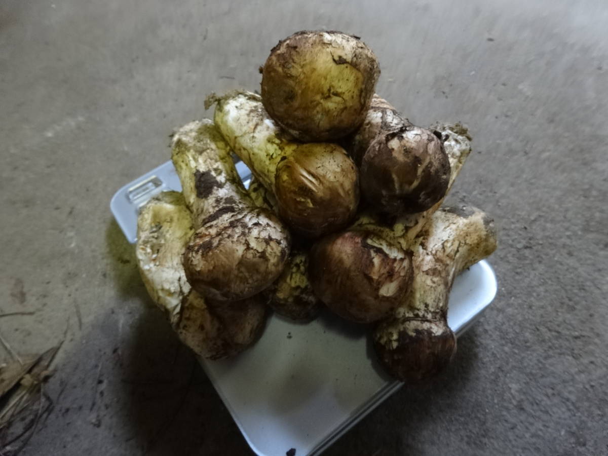 食品 松茸 岩手県産 10/4採れ