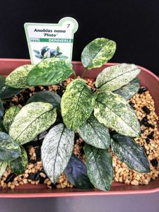 水草※アヌビアス・ピント(デナリ社)完全水中葉 （丈夫な水草アヌビアス 