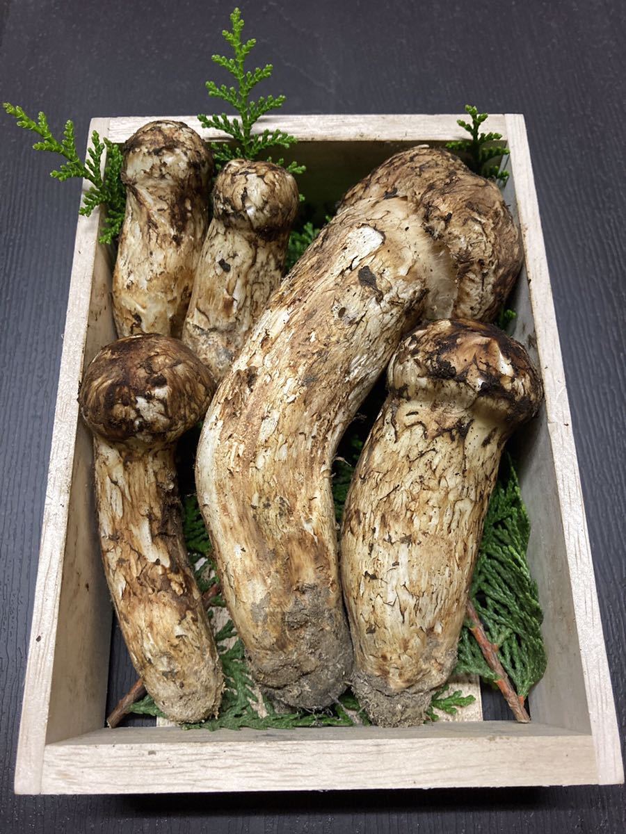食品 【北海道産地】9月7日収穫！美味しい松茸 239g