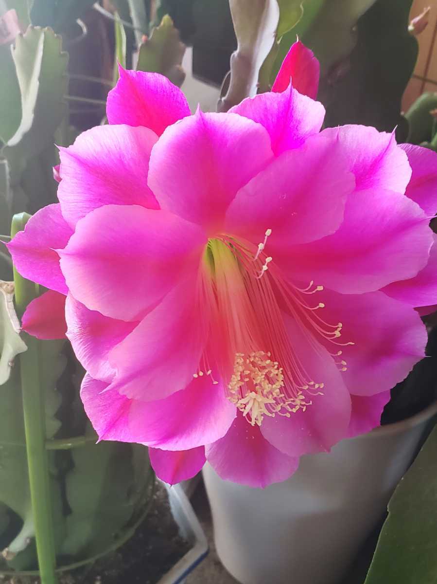 発根済み クジャクサボテン 月下美人発根済み クジャクサボテン 月下美人