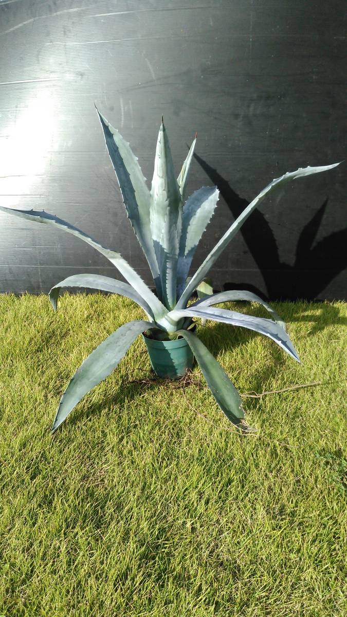 Agave americana？ アメリカーナ？ 大株 美株 ,Agaveamericanaーsp