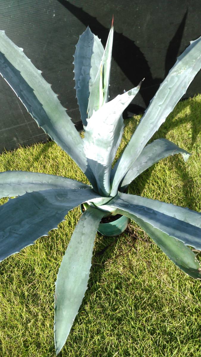 Agave americana？ アメリカーナ？ 大株 美株 ,Agaveamericanaーsp