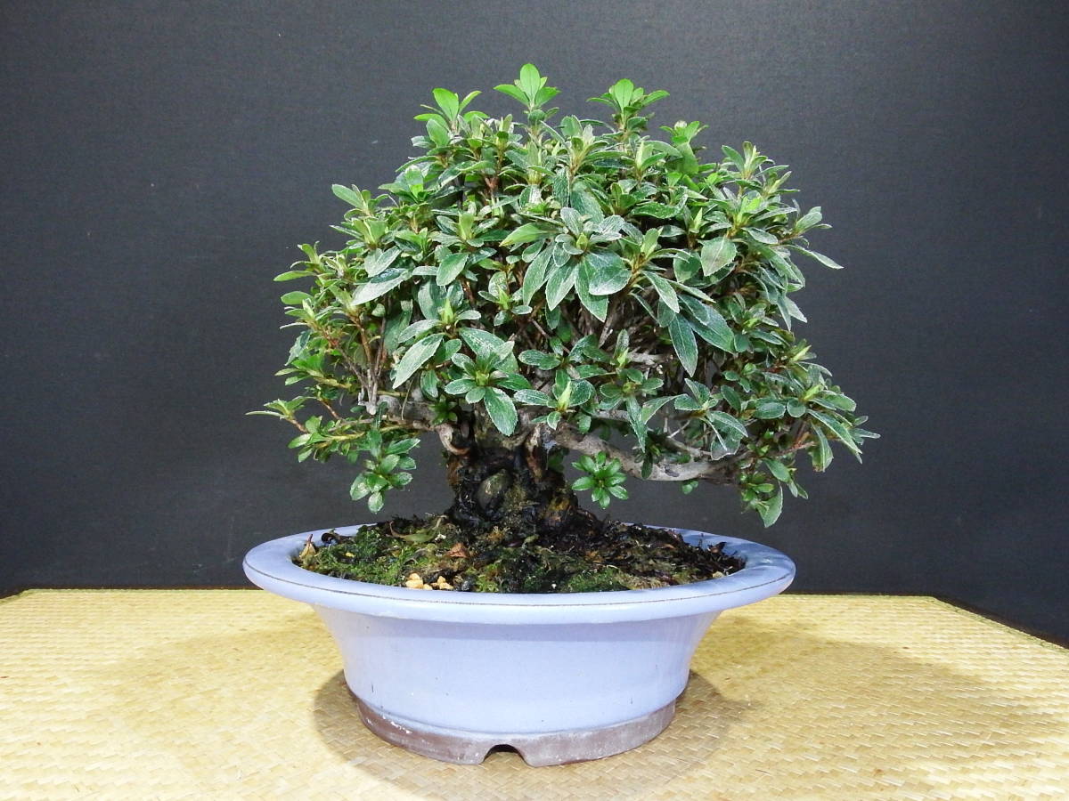 皐月 盆栽 サツキ 菊姫 樹高約23cm 希少 幹周20cm 端正な樹 - の