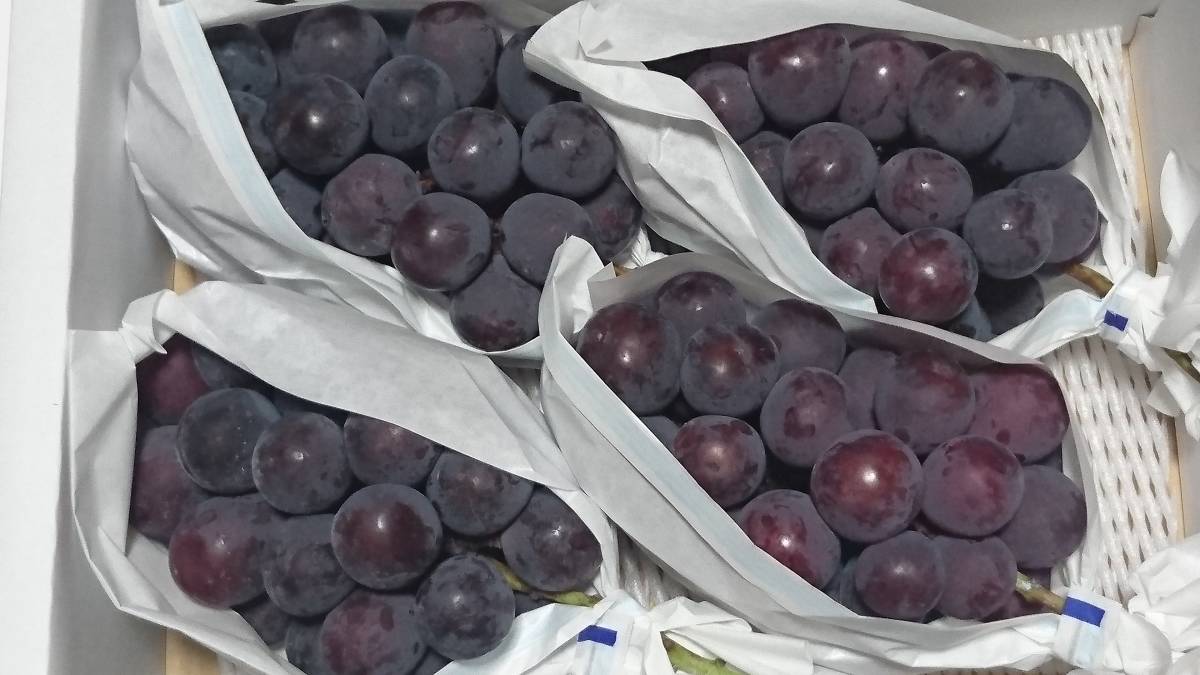 本物保証，正規品 産地直送 もぎたて新鮮 タネが無いから食べやすい 山形県産 高級ぶどう 種なしピオーネ １箱 ５房 約２Kg入り⑯(ブドウ)｜売買されたオークション情報、yahooの商品情報をアーカイブ公開 - ブドウ