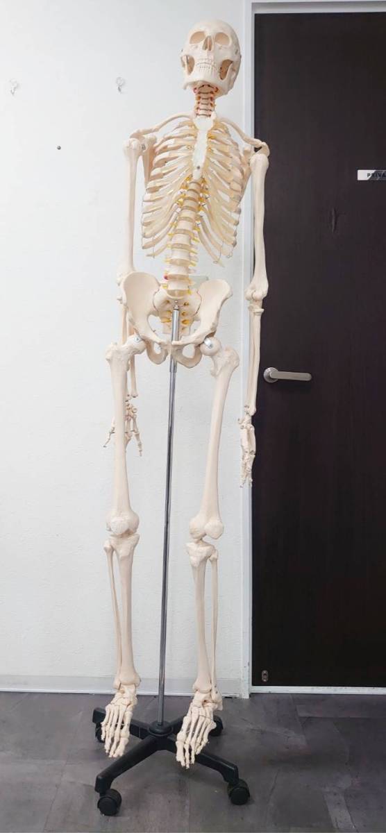 人体模型 等身大 170cm Model Body 縮尺 4-099//人体骨格模型 骨格標本