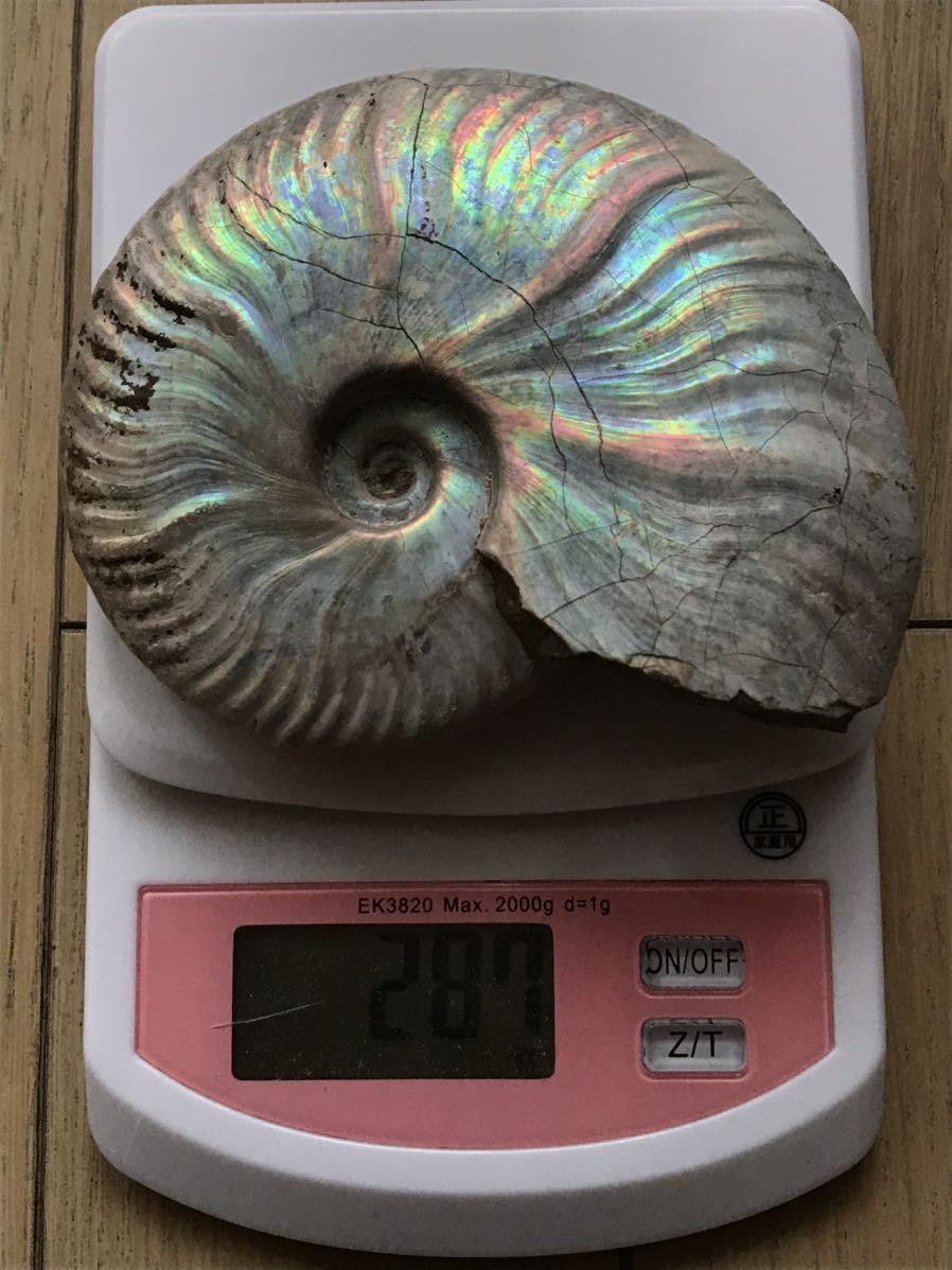 限定価格】マダガスカル産 アンモナイト化石（クリオニセラス）特大