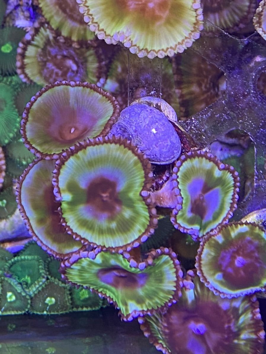 【R's coral】みんな大好きRC Grandis Type A サンゾアンシッド　5ポリプ　丈夫です。画像処理は無し/【土日発送のみ】