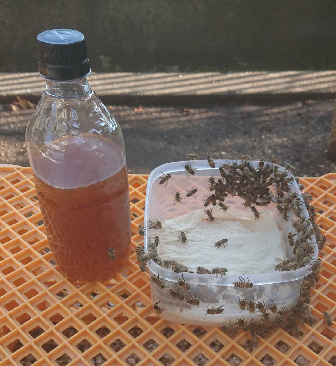 分かりやすいカラー説明書付き！毎年大好評！ 日本蜜蜂誘引液500ml×2本 ミツバチ みつばち ルアー 分蜂 養蜂 蜜蝋 巣箱 蘭 キンリョウヘン_10