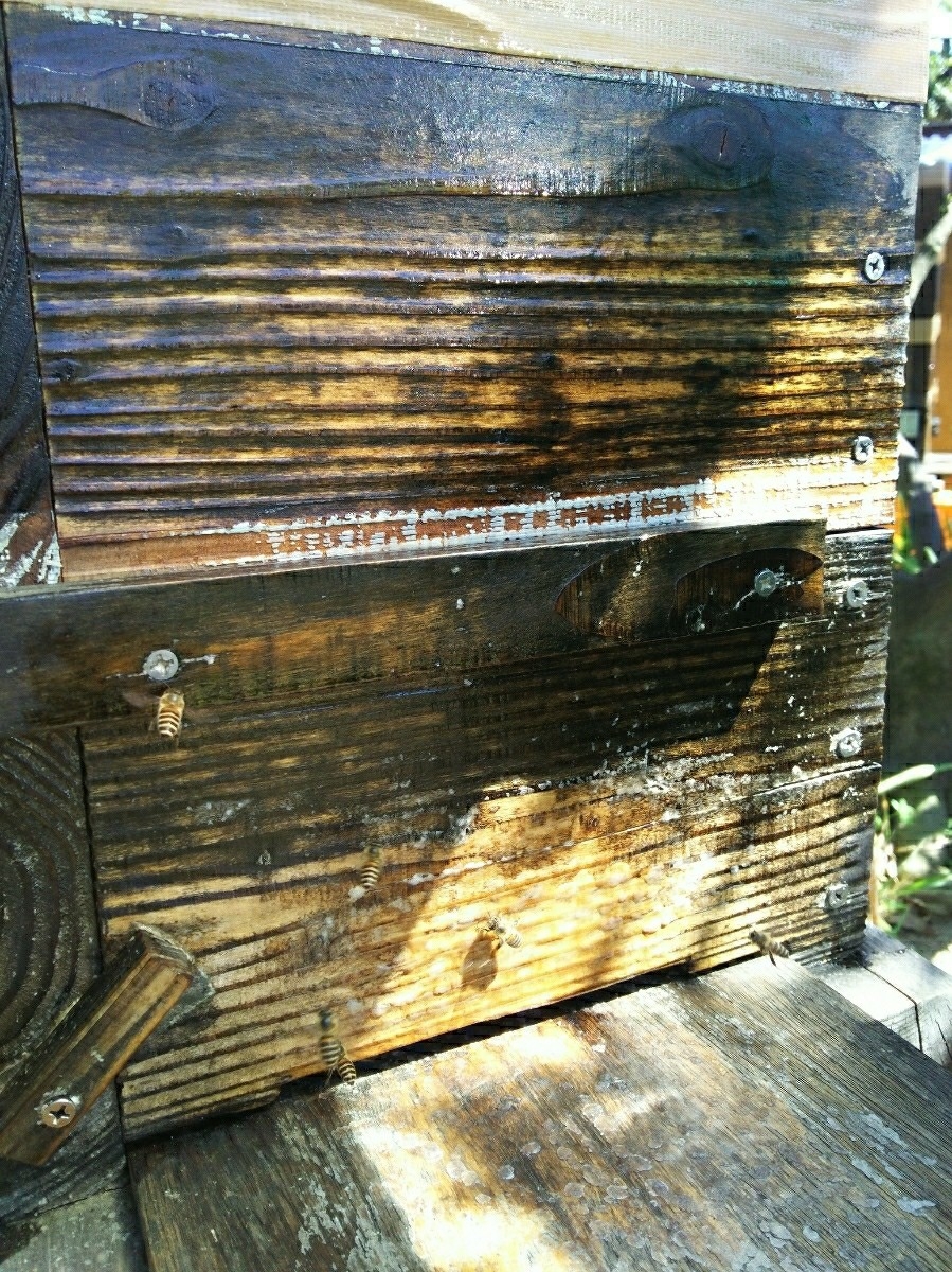 分かりやすいカラー説明書付き！毎年大好評！ 日本蜜蜂誘引液500ml×2本 ミツバチ みつばち ルアー 分蜂 養蜂 蜜蝋 巣箱 蘭 キンリョウヘン_3