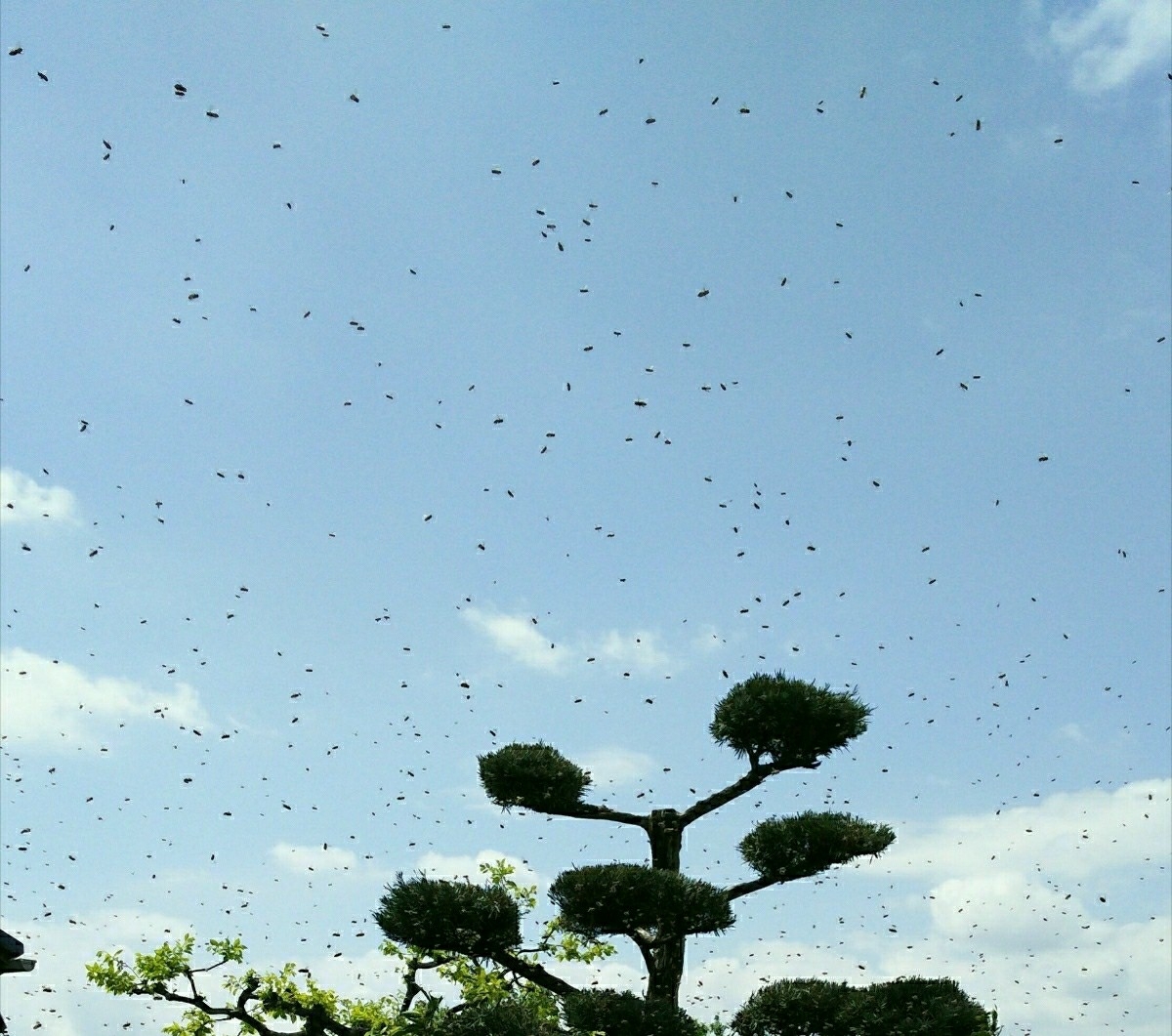 分かりやすいカラー説明書付き！毎年大好評！ 日本蜜蜂誘引液500ml×2本 ミツバチ みつばち ルアー 分蜂 養蜂 蜜蝋 巣箱 蘭 キンリョウヘン_5