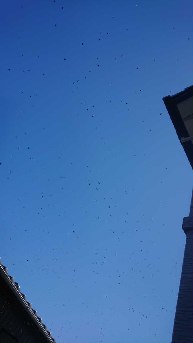 分かりやすいカラー説明書付き！毎年大好評！ 日本蜜蜂誘引液500ml×2本 ミツバチ みつばち ルアー 分蜂 養蜂 蜜蝋 巣箱 蘭 キンリョウヘン_6