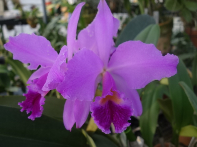 洋蘭原種カトレアC jenmanii aquinii Almonia(6.0)_1