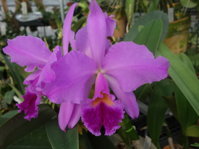 洋蘭原種カトレアC jenmanii aquinii Almonia(6.0)_3