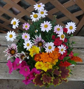 ガザニアの平均価格は0円 ヤフオク 等のガザニアのオークション売買情報は30件が掲載されています