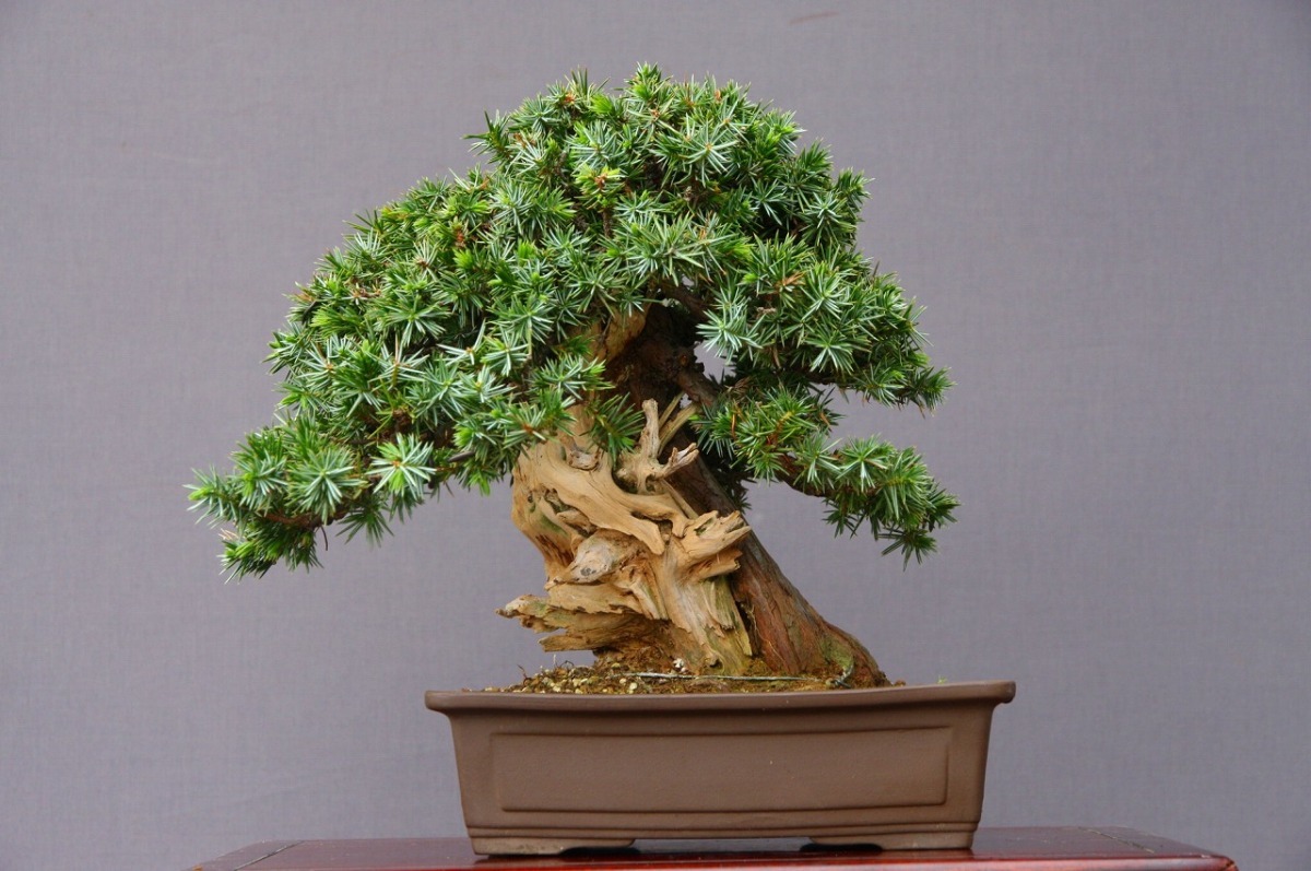 大品五葉松盆栽 株）一樹園 （株）一樹園 山採り杜松 小品盆栽／