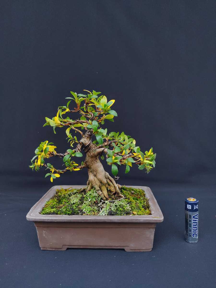 ◇◇モクマオウ もくまおう◇◇樹高：約22cm