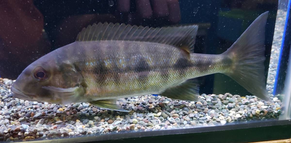 S.H.Figuarts フィギュアーツ 仮面ライダー王蛇 欠品無し・美品 Aqua tss』ピラルク☆プラチナ色が凄い個体☆ラスト1匹☆ワイルド☆22