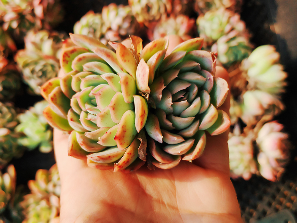 韓国多肉植物 韓国苗 エケベリア Echeveria 425 Crystal x Hughmillus