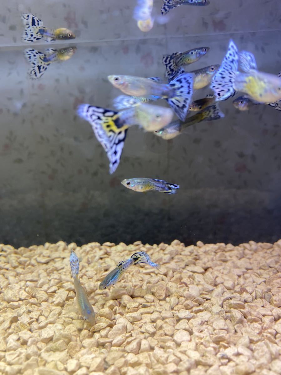 国産アイボリーブルーモザイクグッピー約2ヵ月 匹 グッピー 売買されたオークション情報 Yahooの商品情報をアーカイブ公開 オークファン Aucfan Com