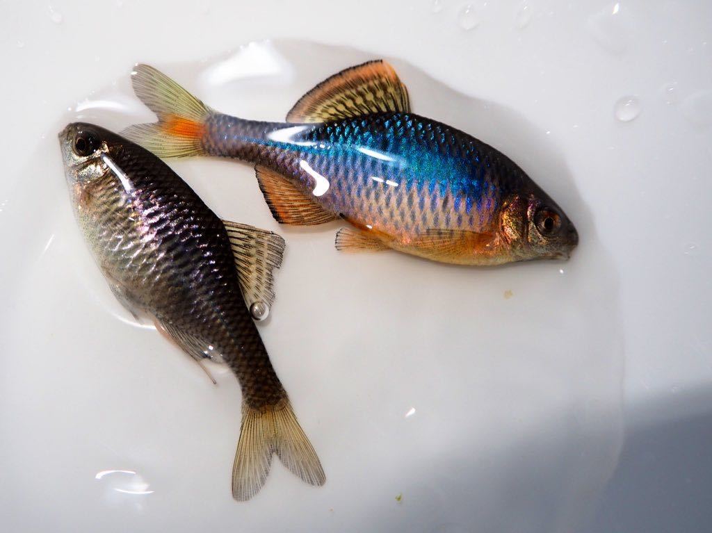 中国産タナゴ 藍石台 繁殖セット 川魚 売買されたオークション情報 Yahooの商品情報をアーカイブ公開 オークファン Aucfan Com