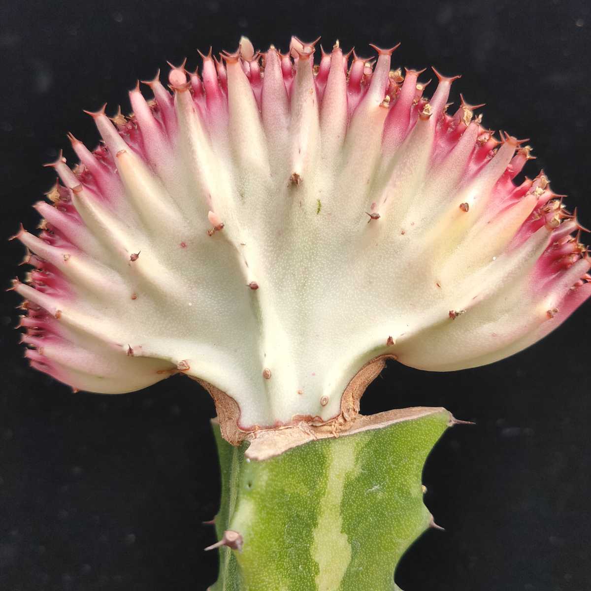 ユーフォルビア マハラジャ 多肉植物 コーデックス サボテン アガベ サボテン 売買されたオークション情報 Yahooの商品情報をアーカイブ公開 オークファン Aucfan Com