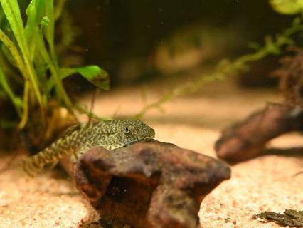 熱帯魚 ホンコン プレコ 約4 ３匹 淡水魚 売買されたオークション情報 Yahooの商品情報をアーカイブ公開 オークファン Aucfan Com