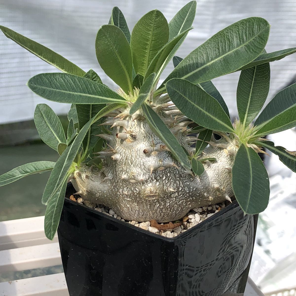 多肉植物 塊根植物 コーデックス パキポディウム デンシフロラム 