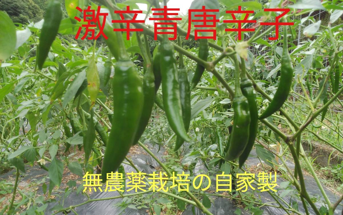 完売 無農薬 青唐辛子 Www Anavara Com 完売 無農薬 青唐辛子 Www Anavara Com