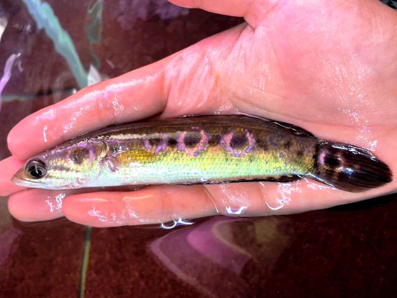 発色重視の極美個体 Wild ボルネオ島産 オセレイトスネークヘッド 