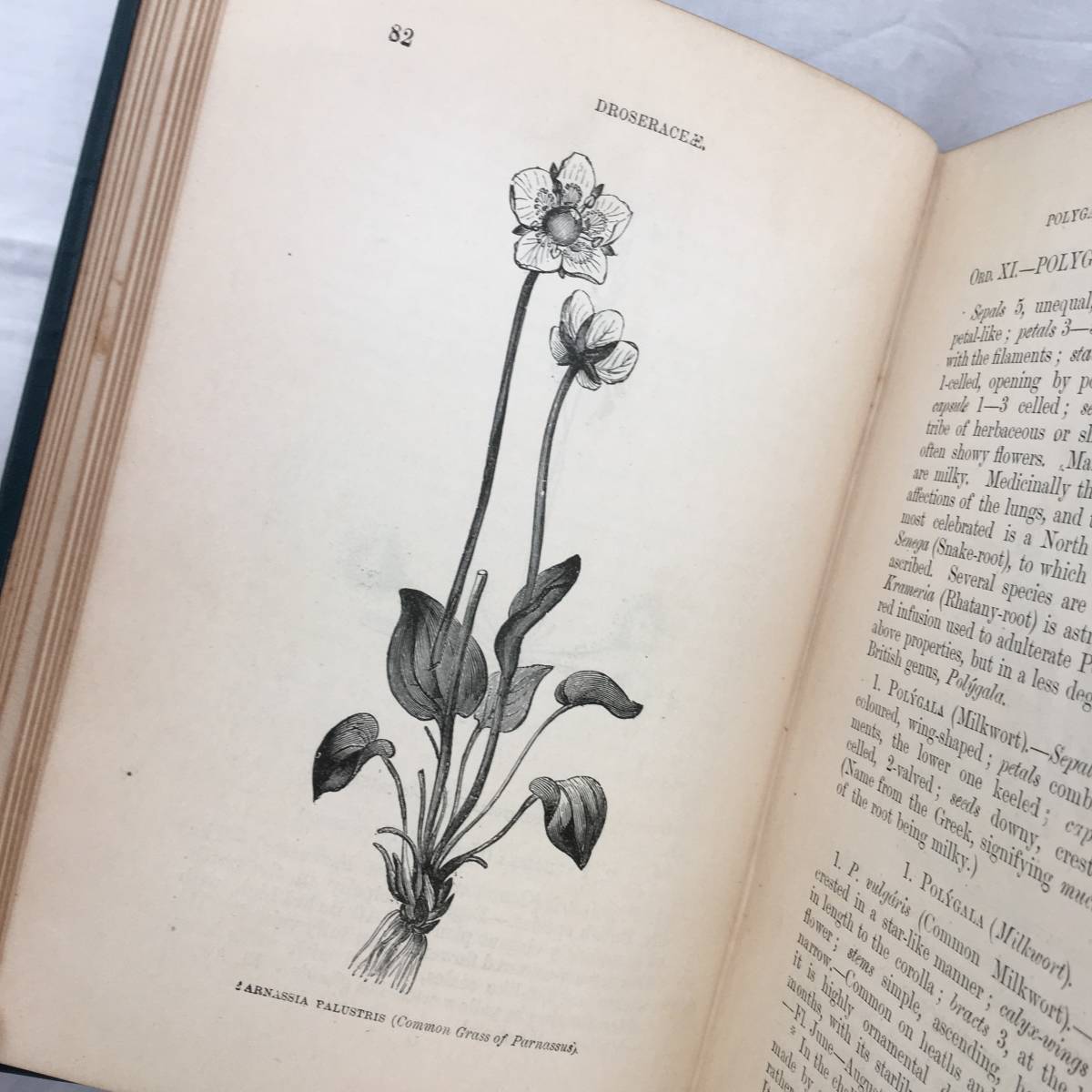 L735 1919年発行　大変希少なイギリスのアンティーク植物図鑑 16：1894年発行 大変 なイギリスの植物図鑑 洋書 アンティークブック