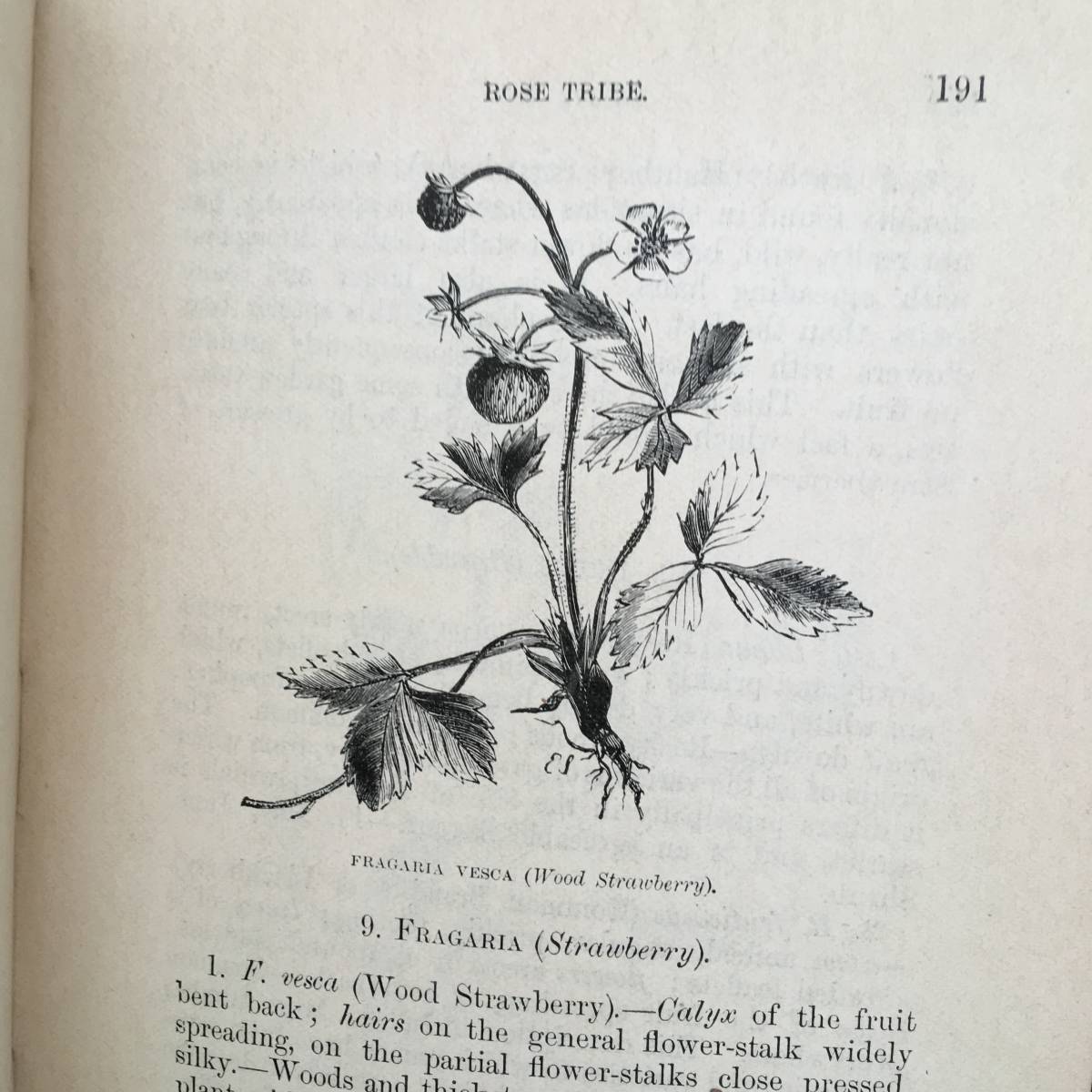 【SALE】L835 1919年発行　大変希少なイギリスのアンティーク植物図鑑 16：1894年発行 大変 なイギリスの植物図鑑 洋書 アンティークブック