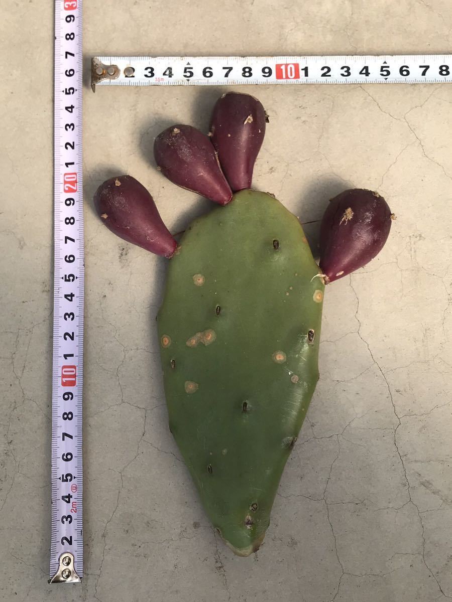 ウチワサボテン カット苗 実4個つき 検 多肉植物 サボテン カット苗 サボテン 売買されたオークション情報 Yahooの商品情報をアーカイブ公開 オークファン Aucfan Com