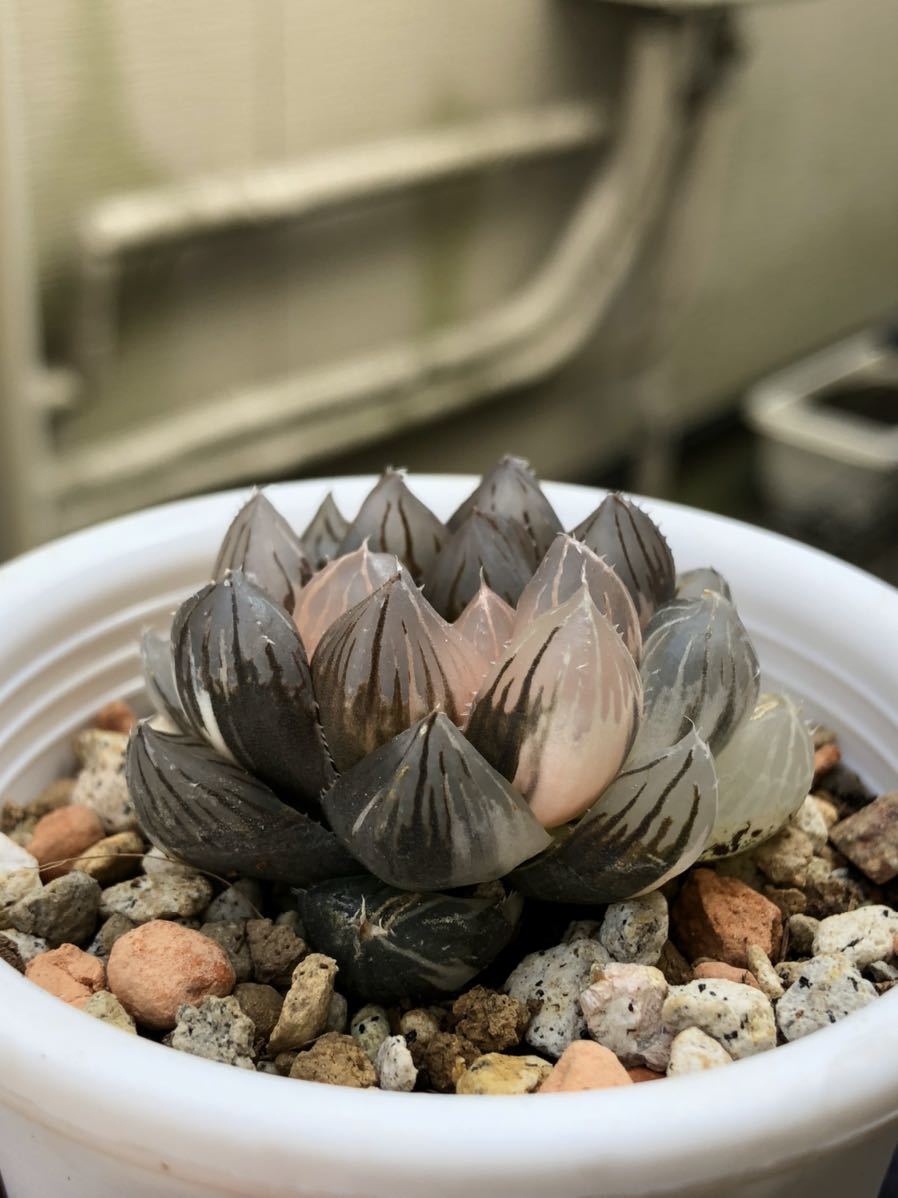 観葉植物 多肉植物 ハオルチア オブツーサ錦 竜爪 抜き苗
