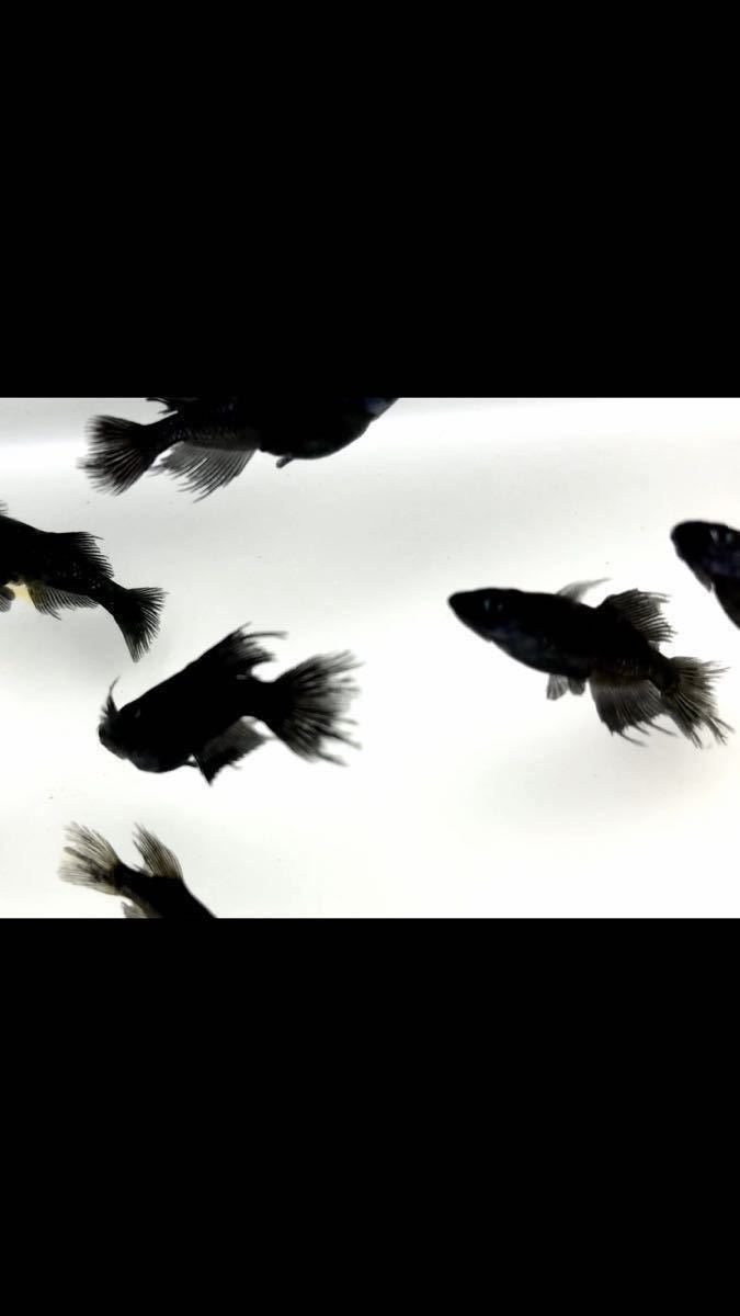 メダカ人 オリジナル 黒薔薇 現物2ペア 次回未定 是非この機会に めだか 売買されたオークション情報 Yahooの商品情報をアーカイブ公開 オークファン Aucfan Com