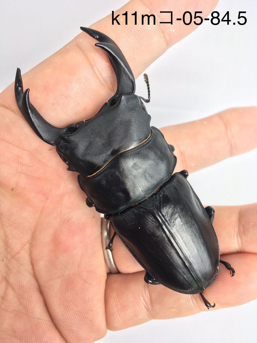 即ブリ マツノ久留米 オオクワガタ♂84.5mm 【公式通販】