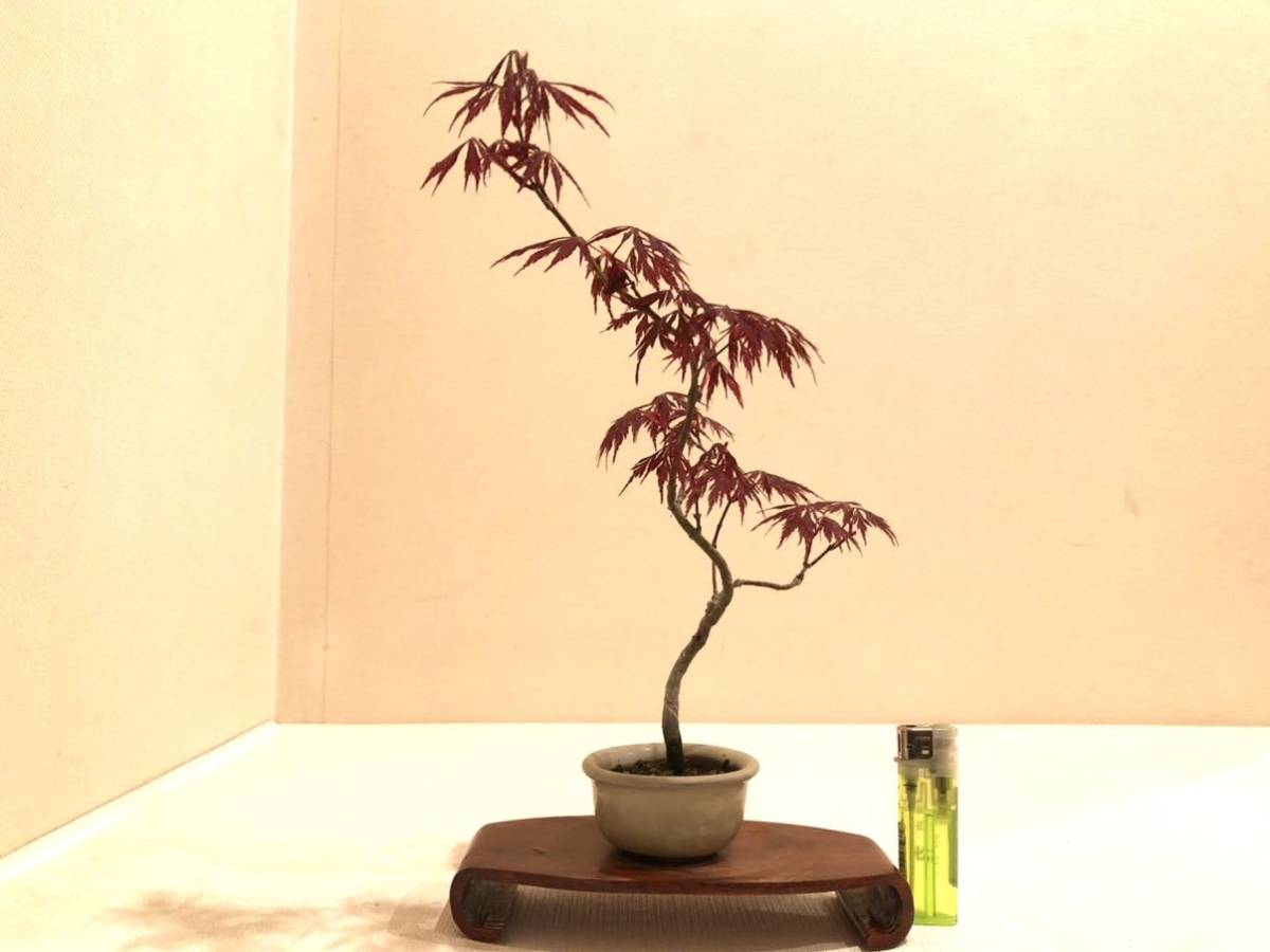 紅葉 盆栽 モミジ ベニカガミ-G1（もみじ もみじ盆栽の育て方｜初心者