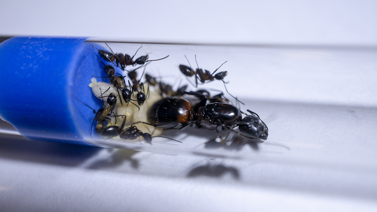 ムネアカオオアリ 飼育スターターキット ありの巣 女王アリ ワーカー 採集日 2020年6月2日 虫類 売買されたオークション情報 Yahooの商品情報をアーカイブ公開 オークファン Aucfan Com ムネアカオオアリ 飼育スターターキット ありの巣 女王アリ ワーカー 採集日 2020年6月2日 虫類 売買されたオークション情報 Yahooの商品情報をアーカイブ公開 オークファン Aucfan Com