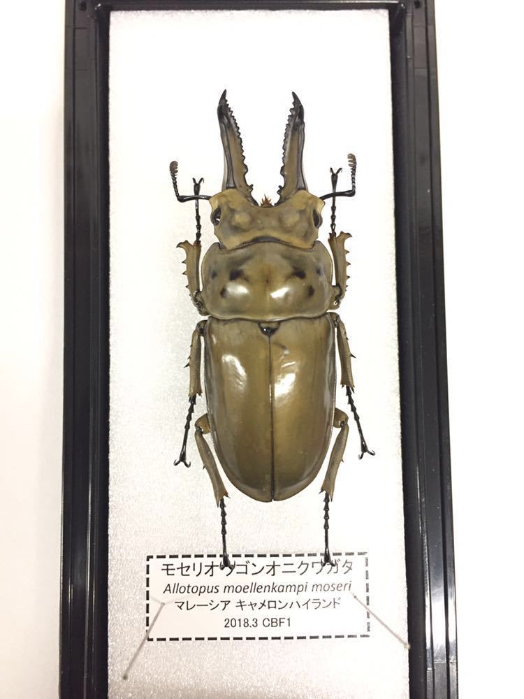 展足済】モセリオウゴンオニクワガタ 60㎜【標本】 75mmモセリ
